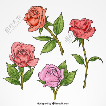 4款彩色单枝玫瑰花矢量素材