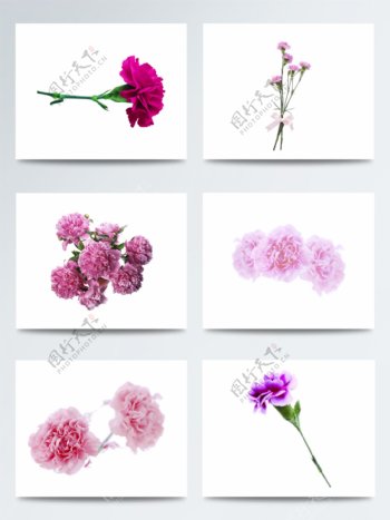 紫色康乃馨花朵图片