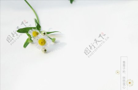 绿色小野菊摄影背景