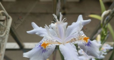 扇形鸢尾花