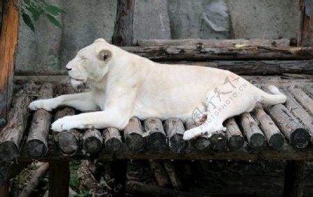 白色母狮北京动物园