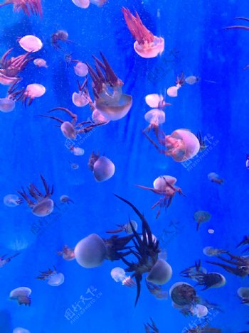 水母海洋世界海底世界