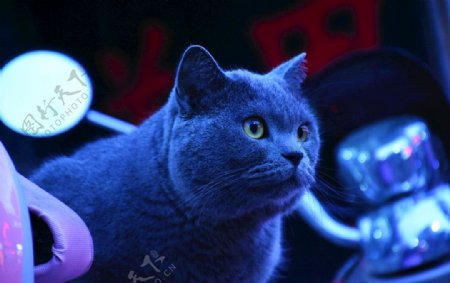 动物蓝猫萌猫大胖烟头