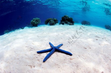 海底潜水海星沙滩