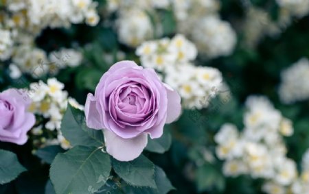 粉紫色的玫瑰花