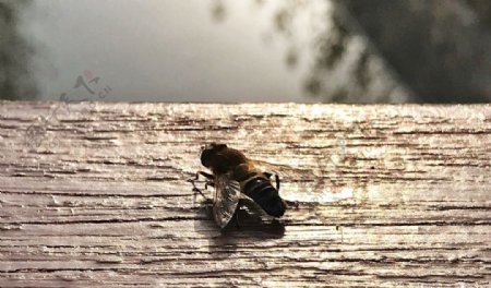 蜜蜂抓拍
