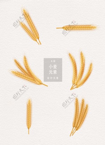 小麦麦子设计元素