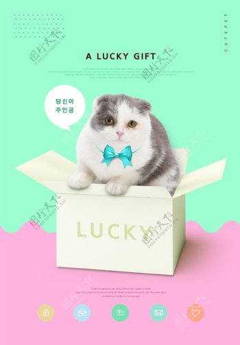 超可爱箱子里的宠物猫咪海报素材