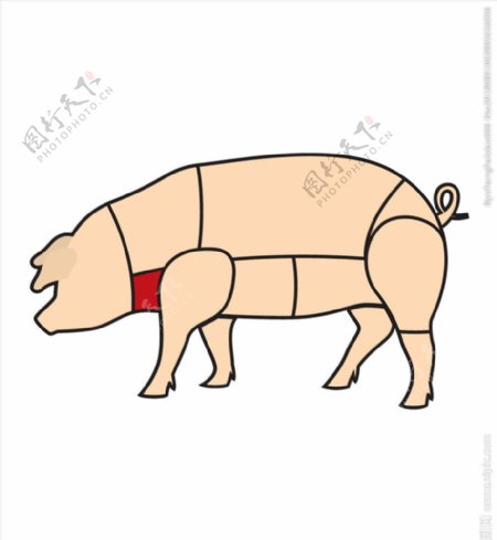 猪肉分解图