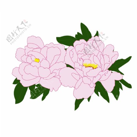 手绘牡丹花粉牡丹植物花卉花朵可商用元素