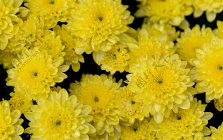 黄色菊花摄影素材