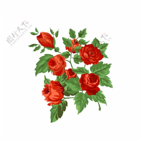 手绘水彩情人节红色玫瑰花花卉