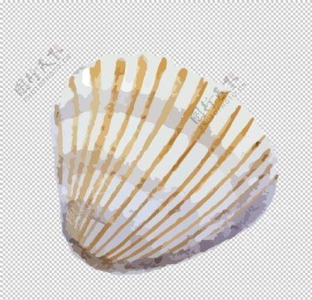 彩色花纹贝壳