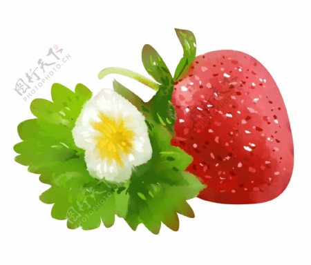 红色的草莓和叶子插画