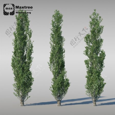 盛高松树3d模型