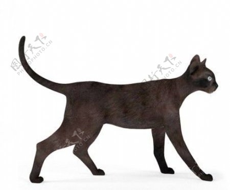 黑色走路猫咪模型素材