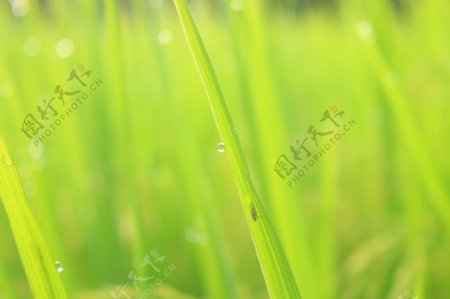 水稻成熟稻田