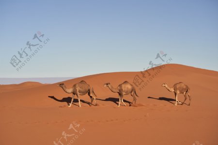 沙漠骆驼沙漠之舟
