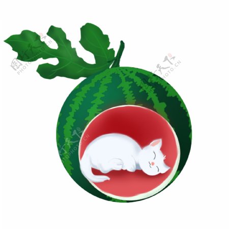 创意水果睡在西瓜里的猫咪设计