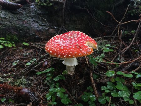 雨后毒蘑菇
