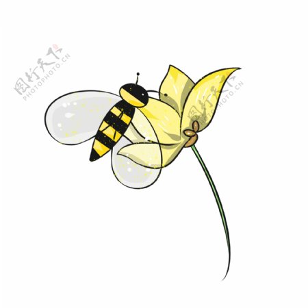 蜜蜂与花朵迎春花黄色小花
