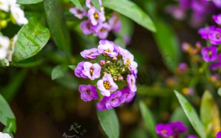 微距进口紫色香雪球植物花卉