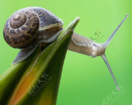 蜗牛摄影图