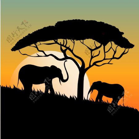 夕阳下的大象树木剪影素材