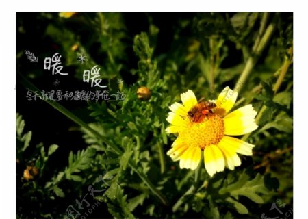 小皱菊与蜜蜂