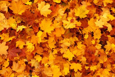 秋天黄色落叶背景