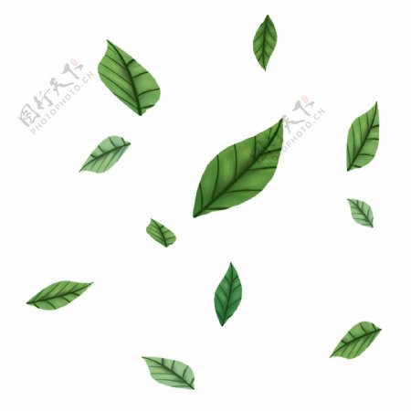 植物树叶装饰插画