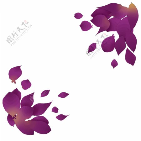 紫色玫瑰花瓣插图