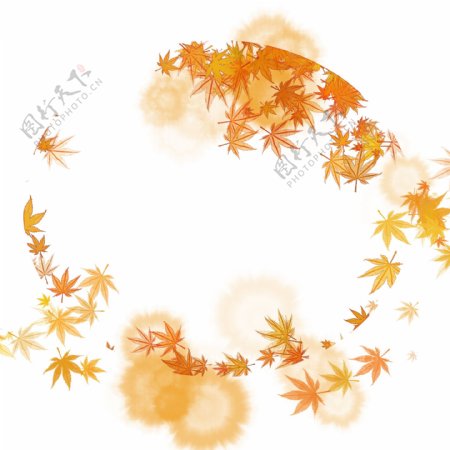 秋天的枫树叶子插画