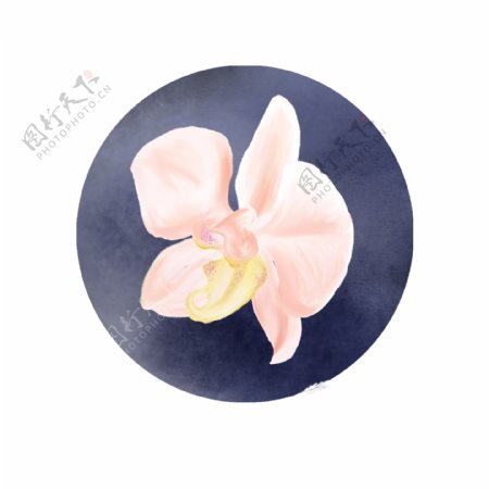 蝴蝶兰粉色唯美写实水彩花朵兰花元素