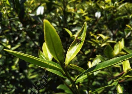 原生态绿色茶叶和蜘蛛