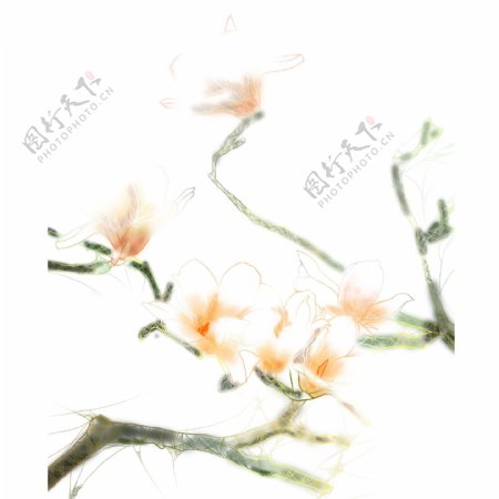 复古手绘玉兰花植物设计