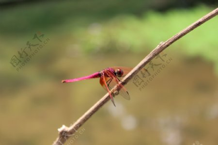 停落在枯树枝歇息的红蜻蜓特写