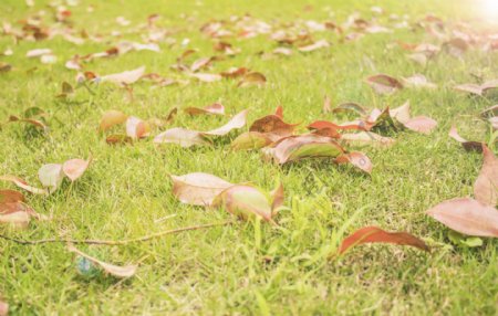 掉满落叶的草地摄影