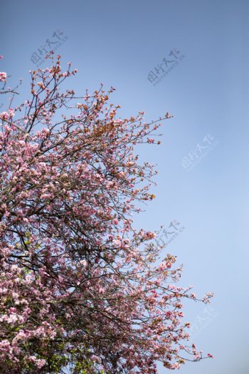 春天繁花盛开桃花朵朵4