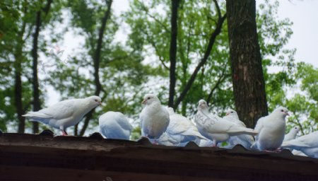 屋顶休息的白色鸽子群