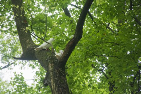 树上休息的白色鸽子