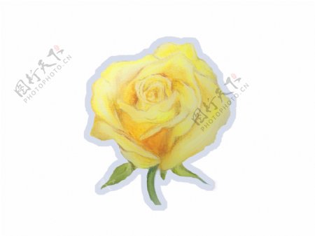 手绘黄色玫瑰花装饰图案