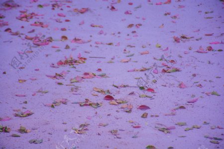 粉色沙滩上掉落的树叶