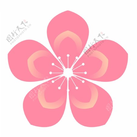 一大朵粉色的樱花插画