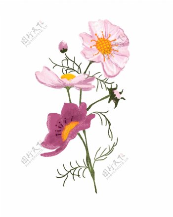 粉色的花朵装饰插画