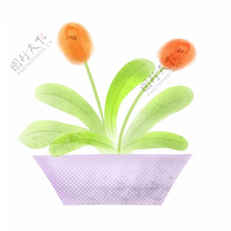 橙色小花盆栽插画