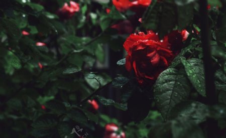 雨中的红茶花