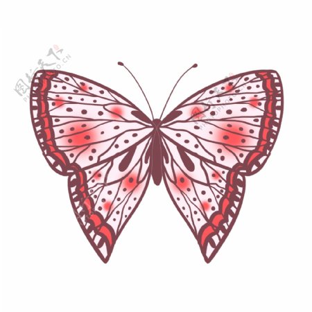 昆虫蝴蝶标本粉色