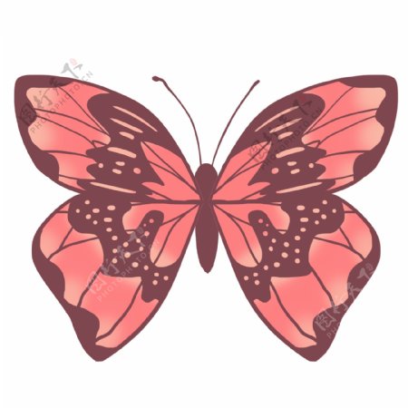 昆虫蝴蝶粉色