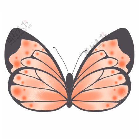 昆虫蝴蝶手绘